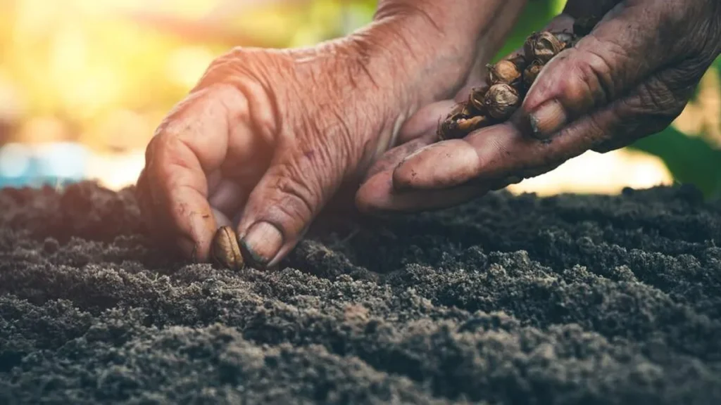 Imagem homem plantando sementes na terra do artigo Papa escolhe tema “Sementes de Paz” para Dia da Criação